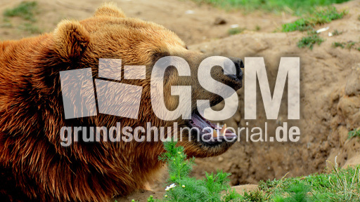 Braunbär_1 (11).jpg